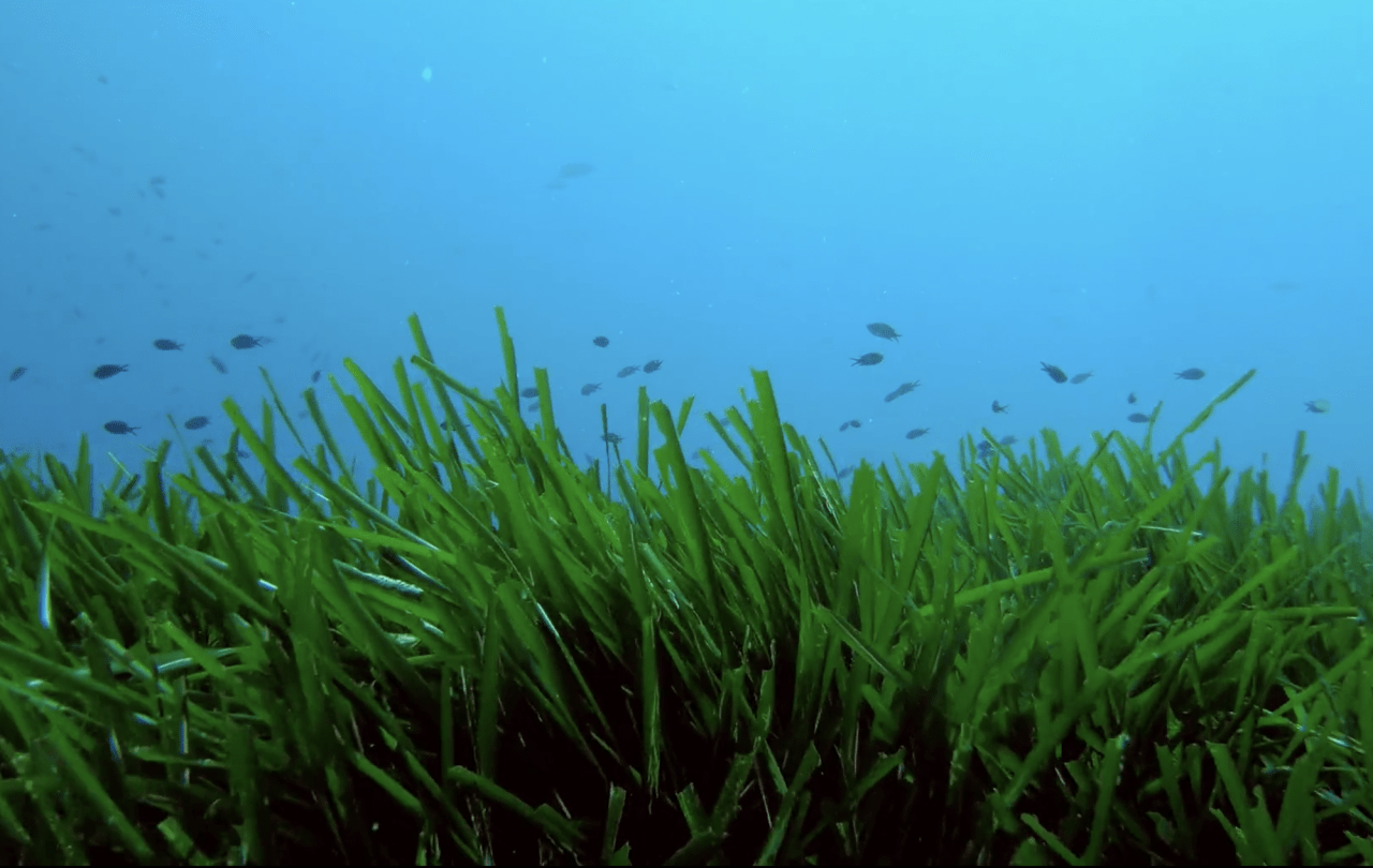 Marine optimism – healthy seas possible in 30 years