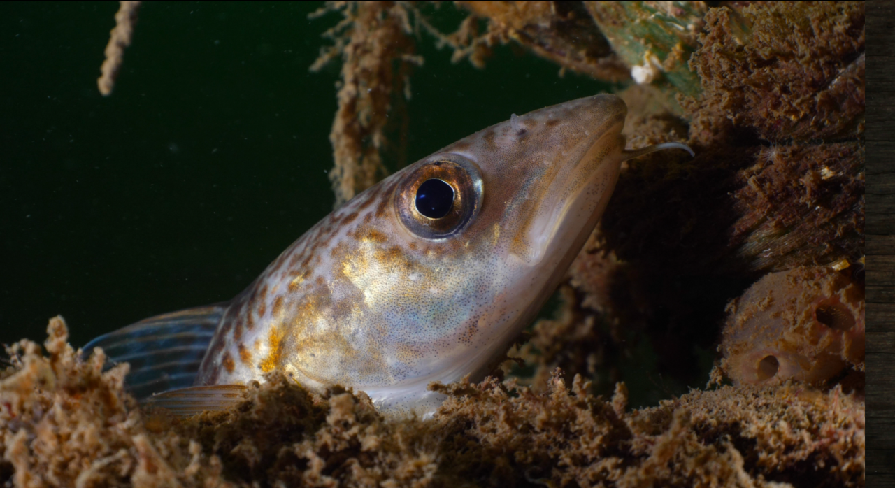 Fiskar som individer