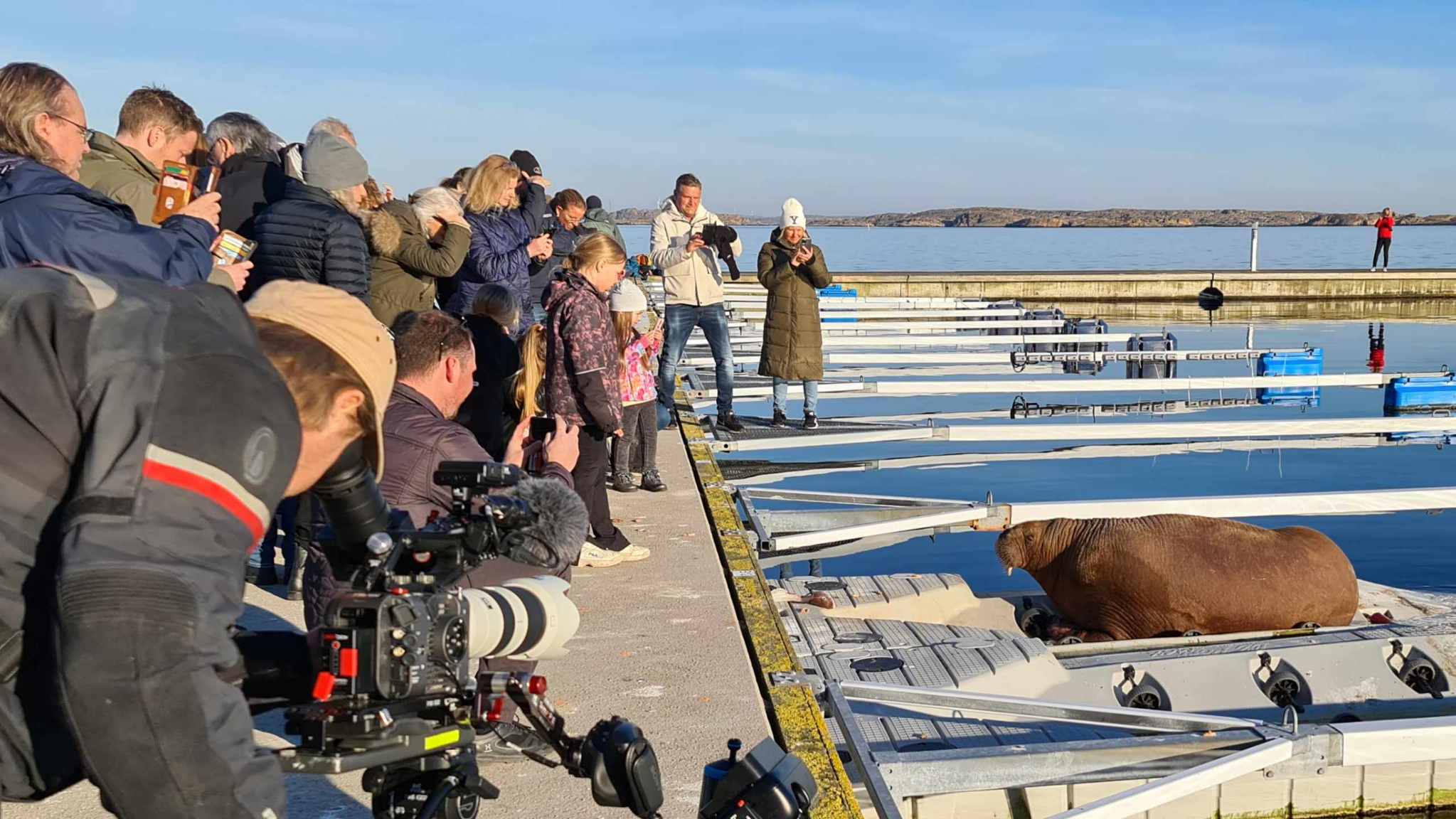 Valross i Smögen - Deep Sea Reporter