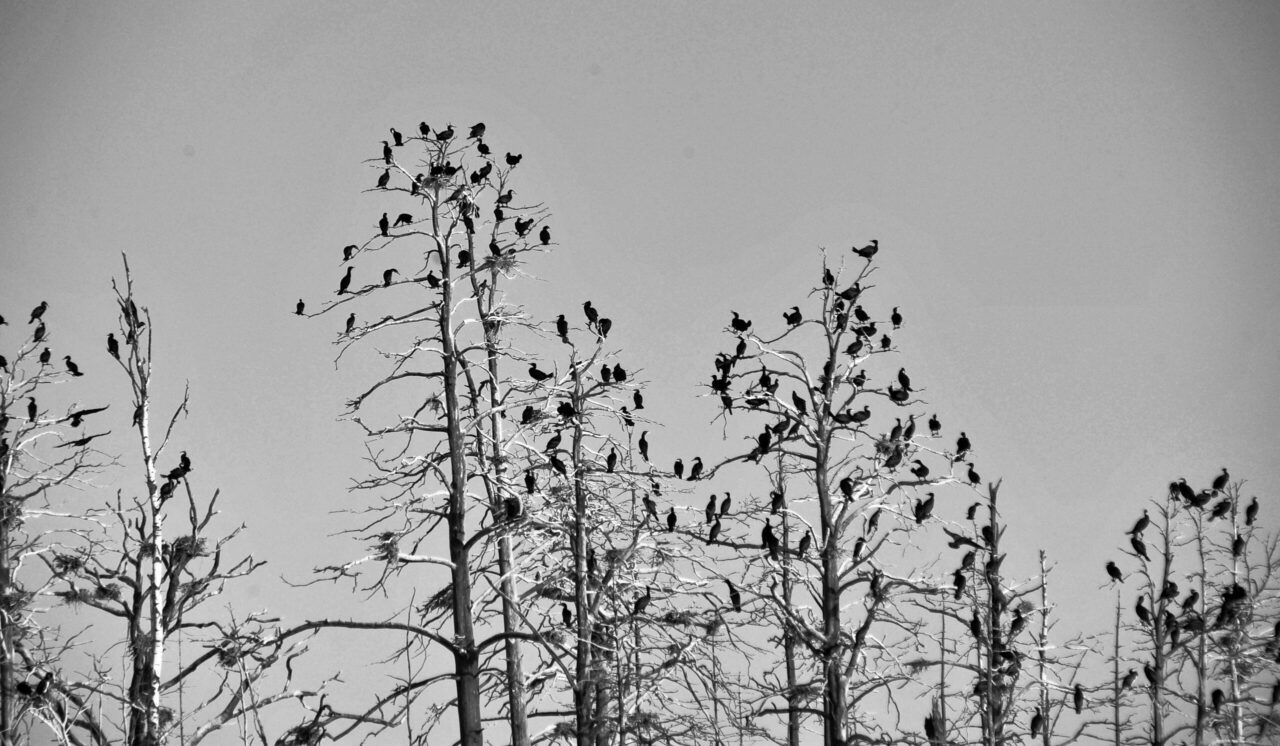 Invasive species Part 3 – The Cormorant – not invasive