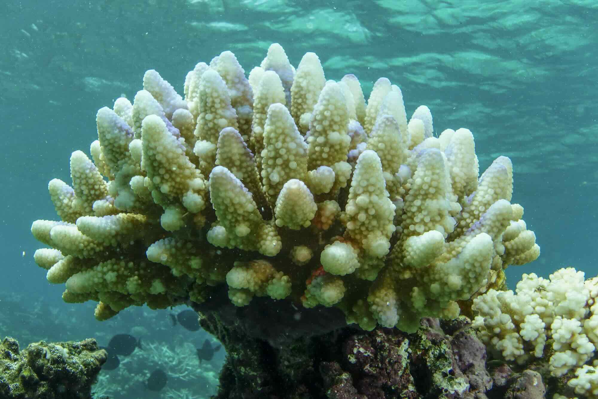 Coral Bleaching is Spreading Around the World - Deep Sea Reporter