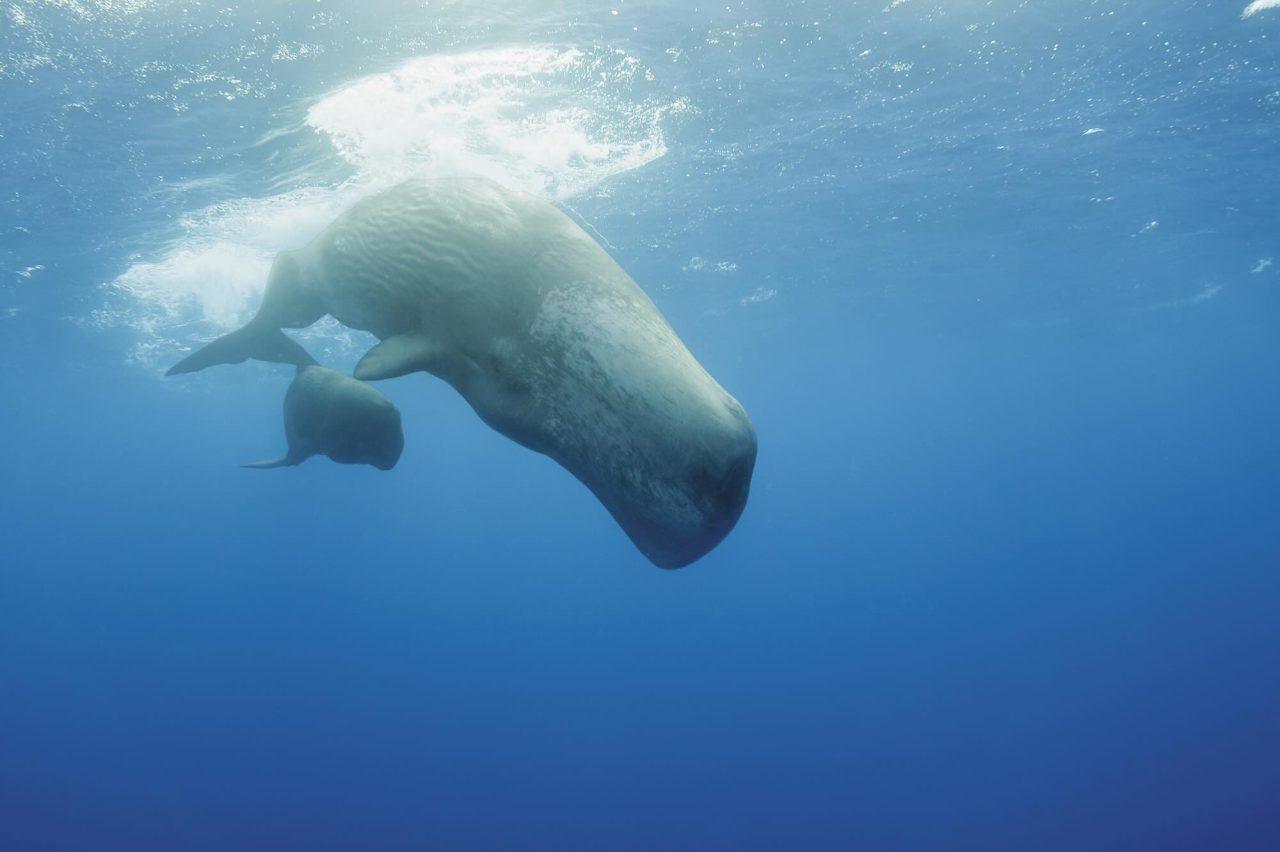 Plastic Rubbish can “Sound” Like Food for Deep-Diving Whales