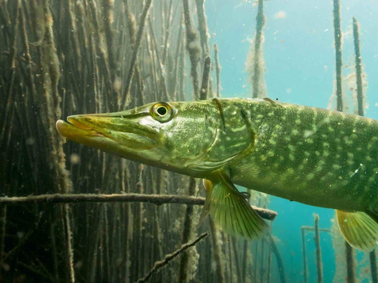 Fiskarna i Östersjön mår inte bra – visar årets Fiskbarometer från SLU