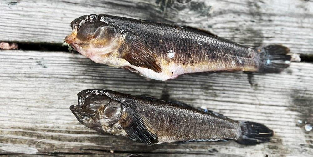 Fisken som förändrar ekosystemet sprider sig