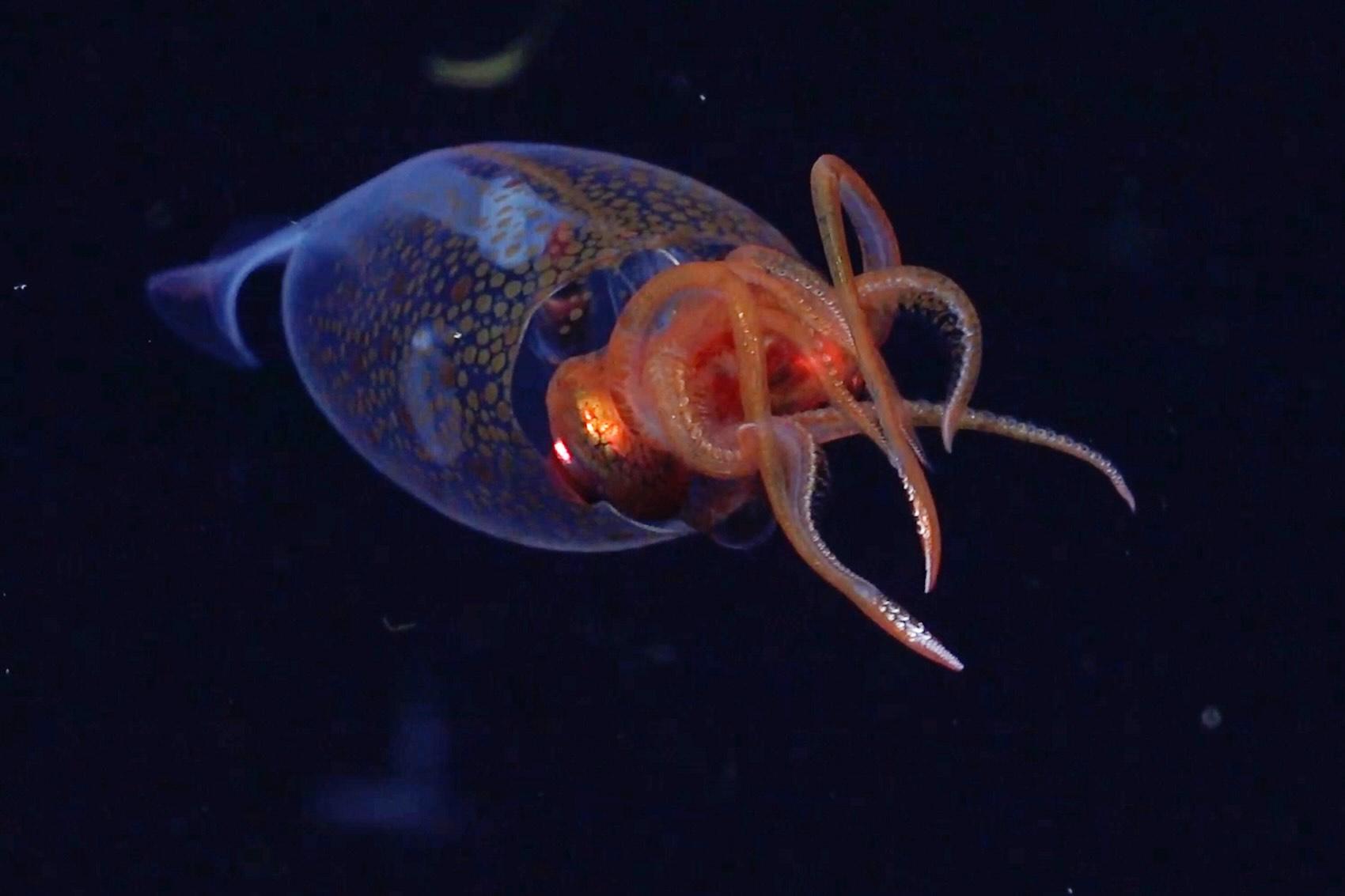 Colossal Squid Photographed in the Deap Sea - Deep Sea Reporter