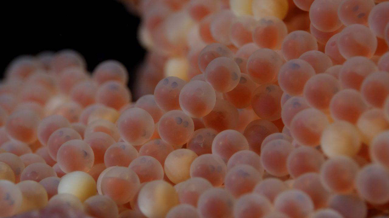 Ägg i havet – en otrolig samling