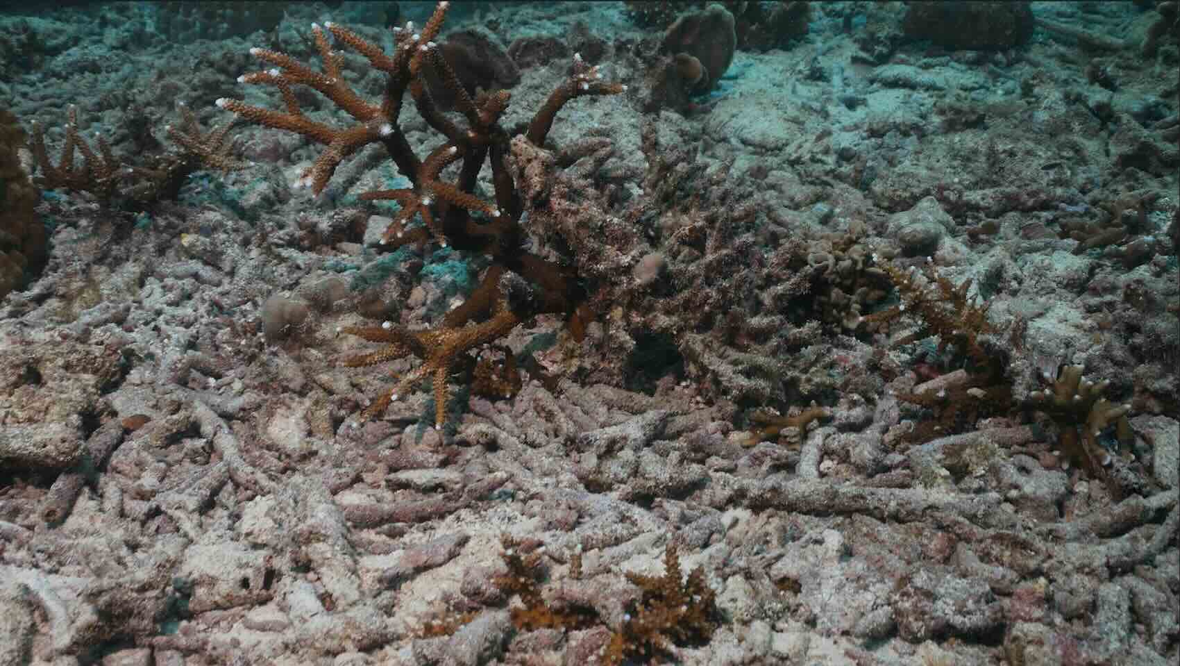 Coral Bleaching – What is That? - Deep Sea Reporter