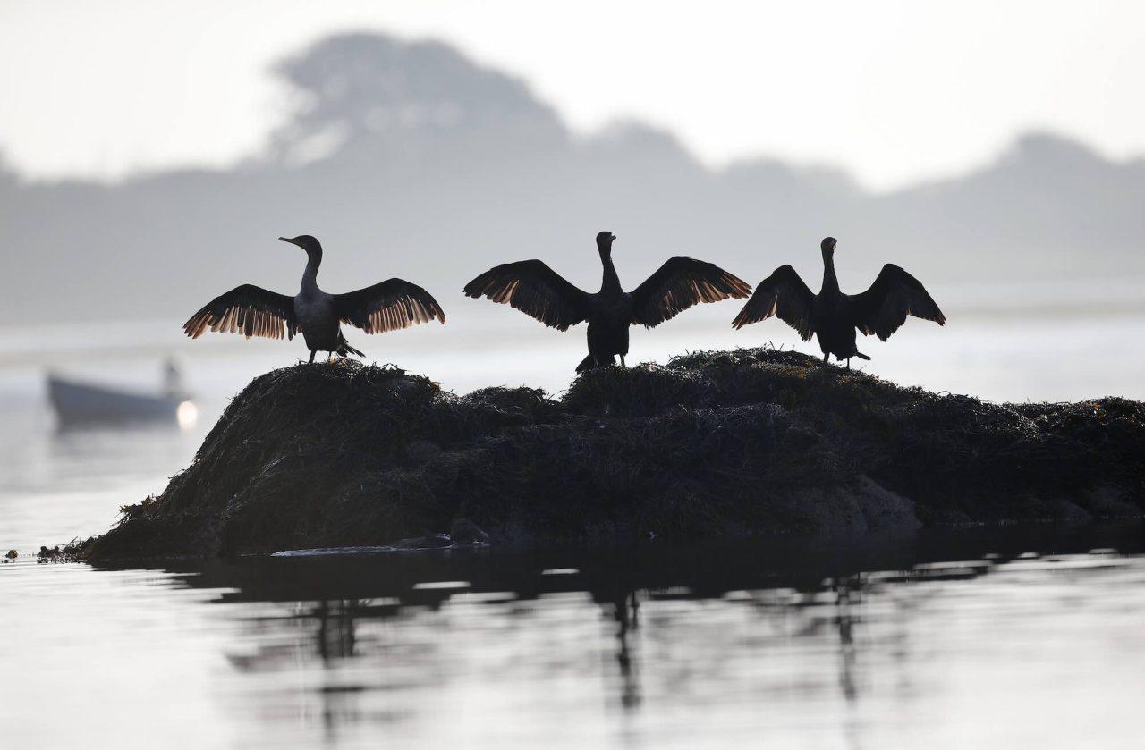 Swedish Demand: Take Action Against the Cormorants