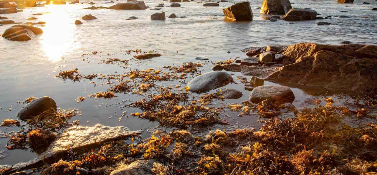 Mat från havet