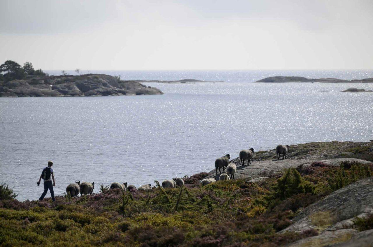 Sjöhästar och får i Östersjöns nationalpark