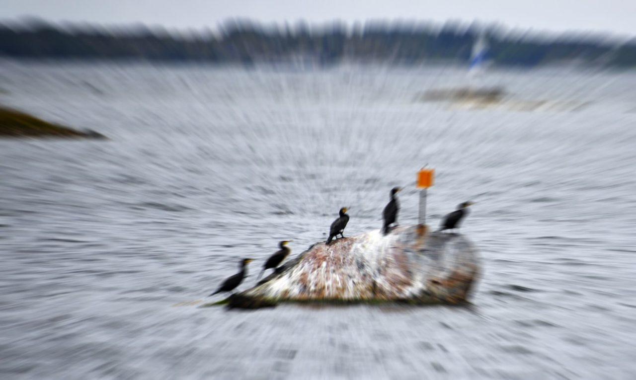 EU-tvekan om åtgärder mot skarven