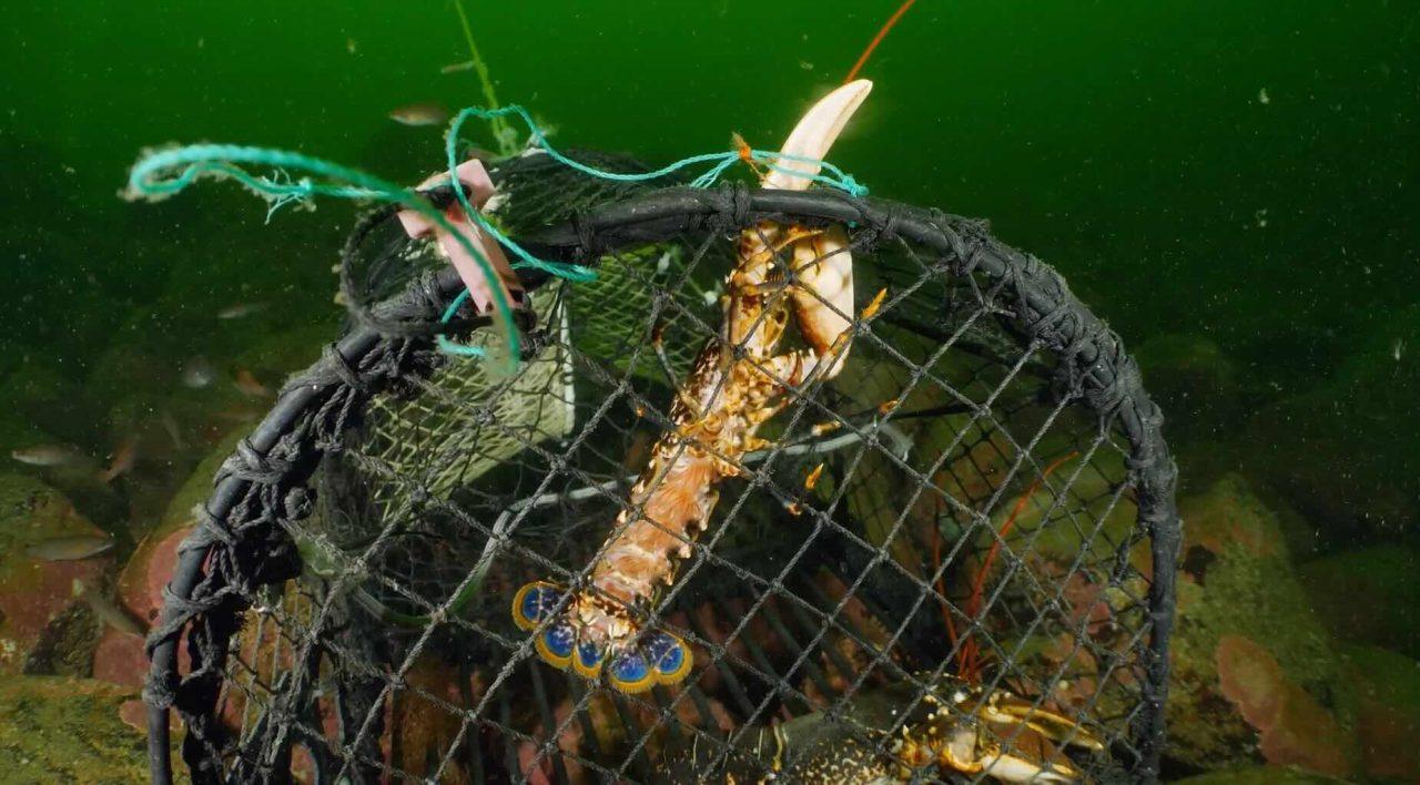 Hummerpremiär – återigen en dyr historia