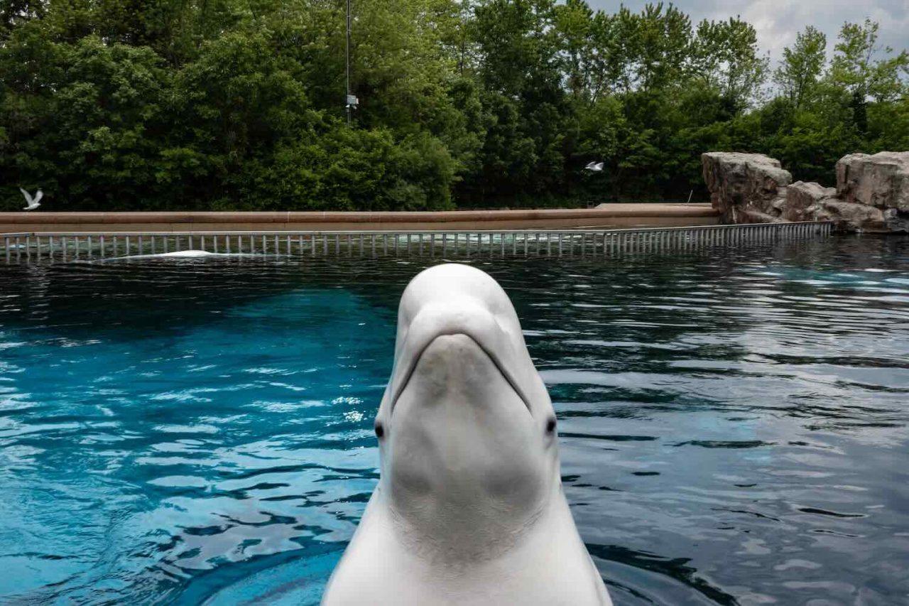 Zoo vädjar om pengar – annars avlivas valarna