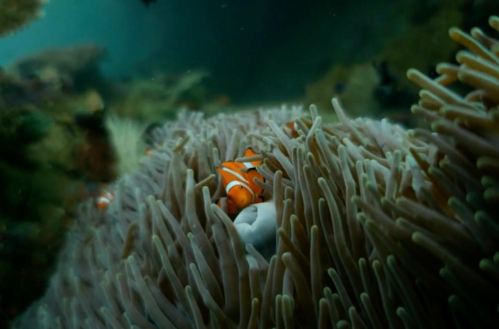 The World’s Corals Have Passed Their Tipping Point – the Scientist’s Response: “Leave Nature Alone”
