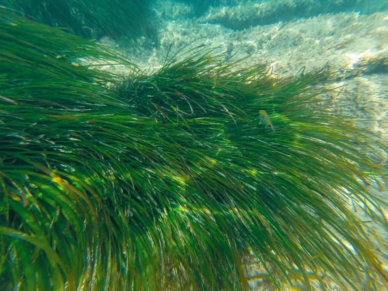 ”Hemligt vapen” i kampen mot klimatförändringarna