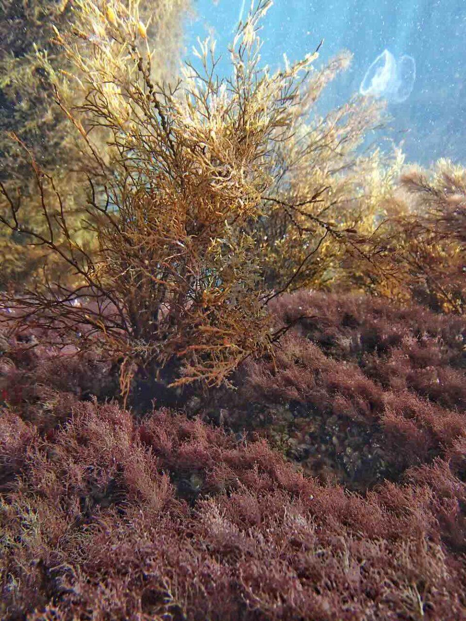 Can Ukraine’s Seaweed Forests Survive Russian Occupation?