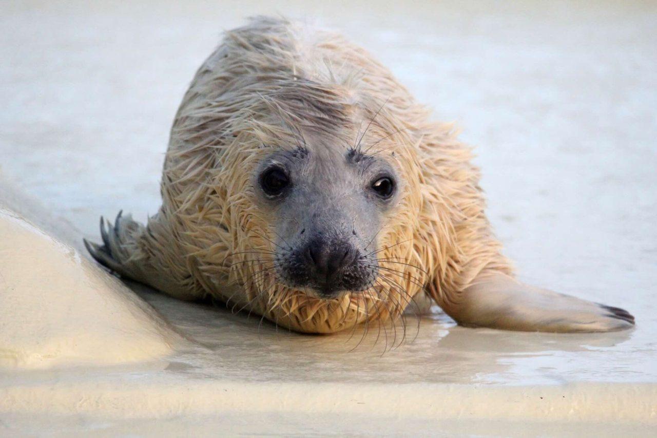 Många sälkutar i Östersjön dör tidigt – undersöks