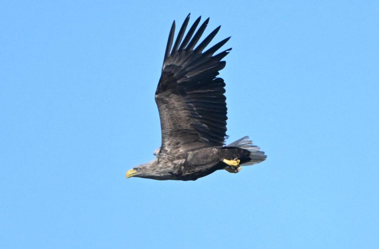 Havsörnen inte längre rödlistad: ”Trodde jag aldrig”