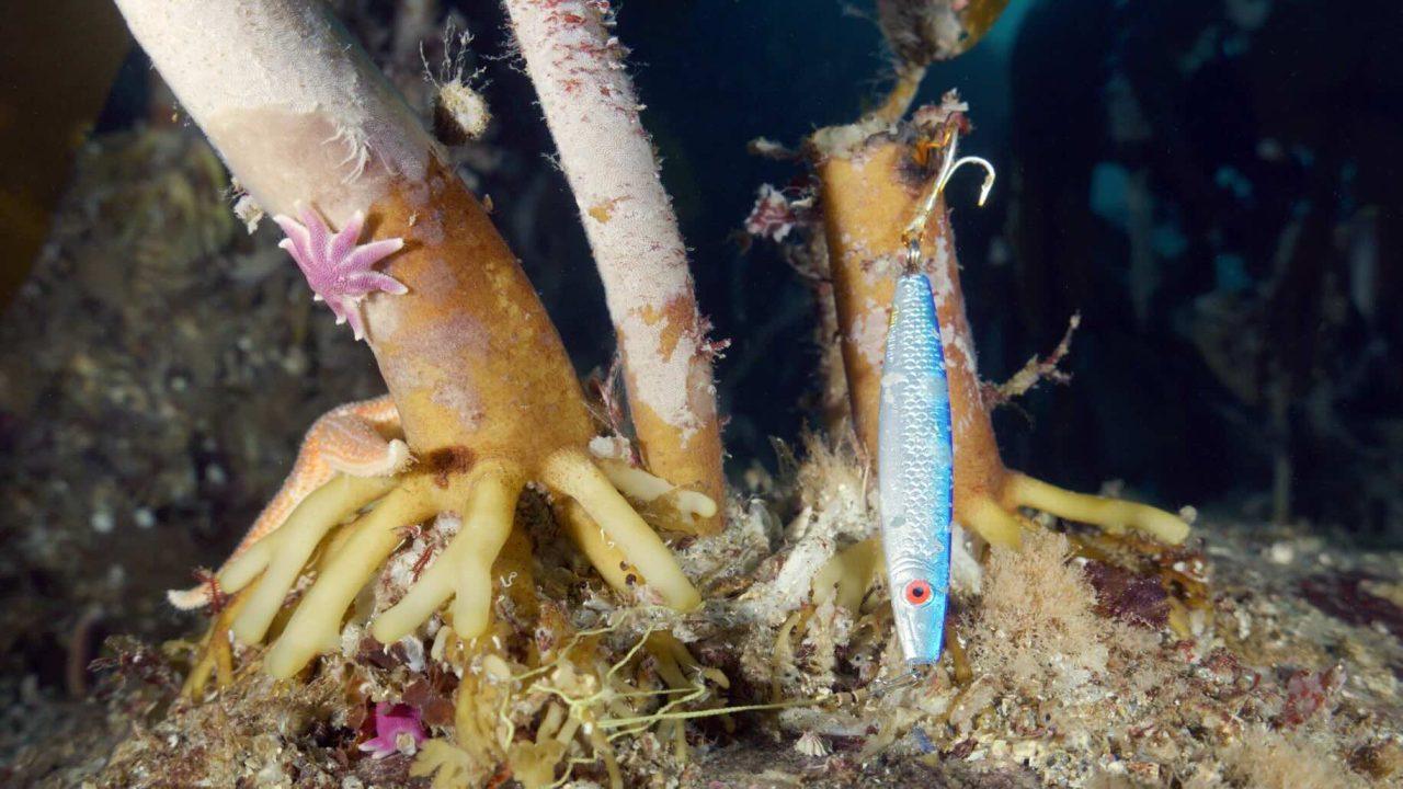 Recreational fishing Threatens Marine Life in Saltströmmen