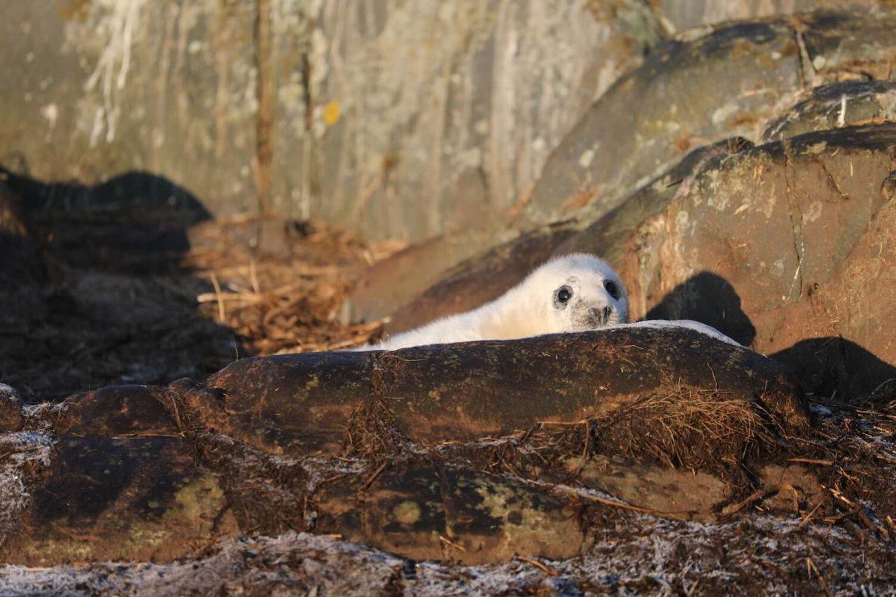 Ny sälplan väcker kritik: ”Begreppet har kidnappats”