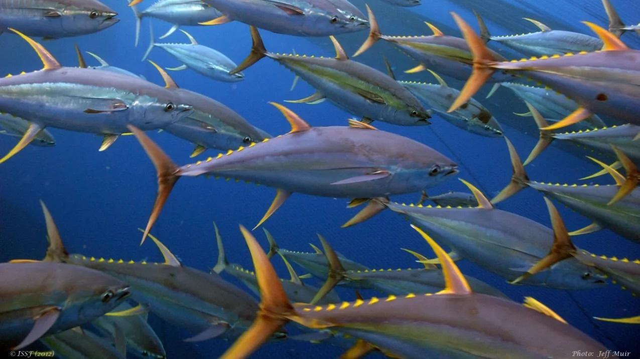 US Allows Commercial Fishing in Protected Area