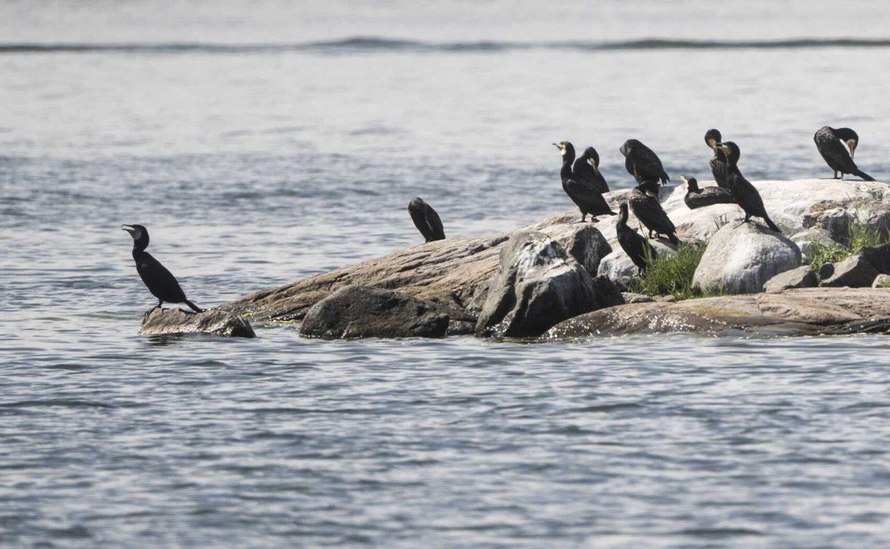 How to Deal with the Cormorant – New EU Guidelines