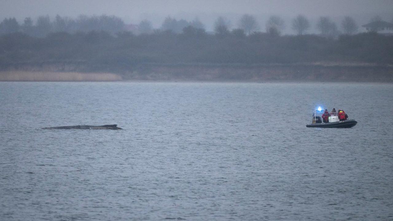 Knölvalen räddad igen – stor utmaning återstår