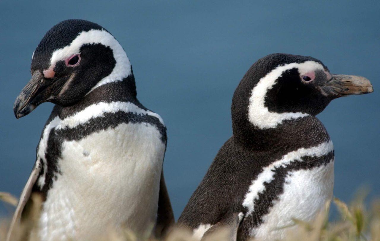 Penguins Detected Environmental Toxins in Patagonia