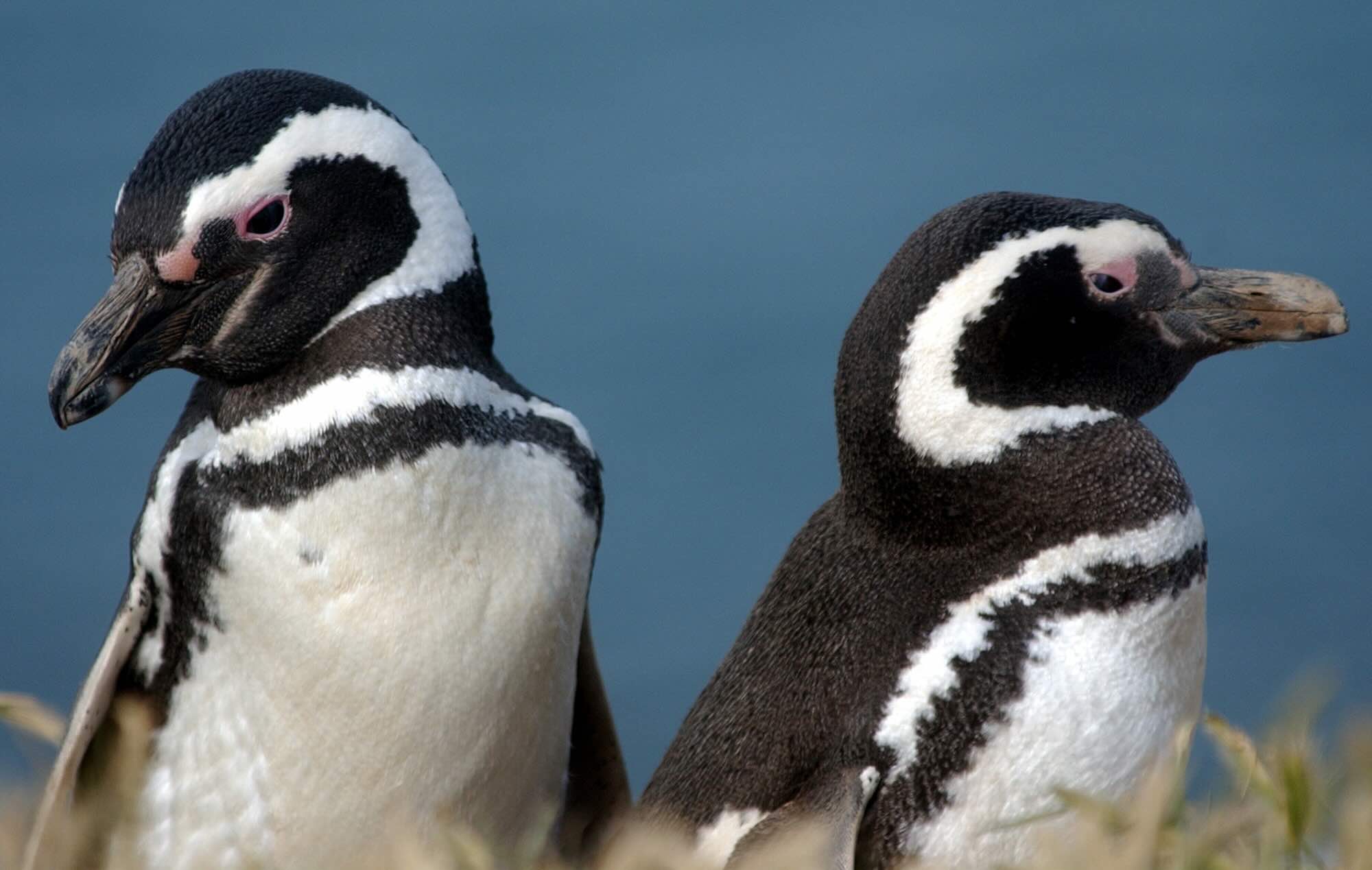 Penguins Detected Environmental Toxins in Patagonia - Deep Sea Reporter
