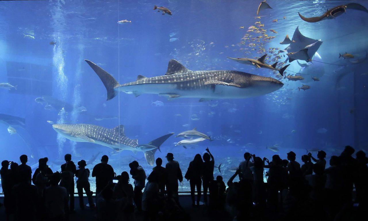 The Whale Shark’s Secret Home Found
