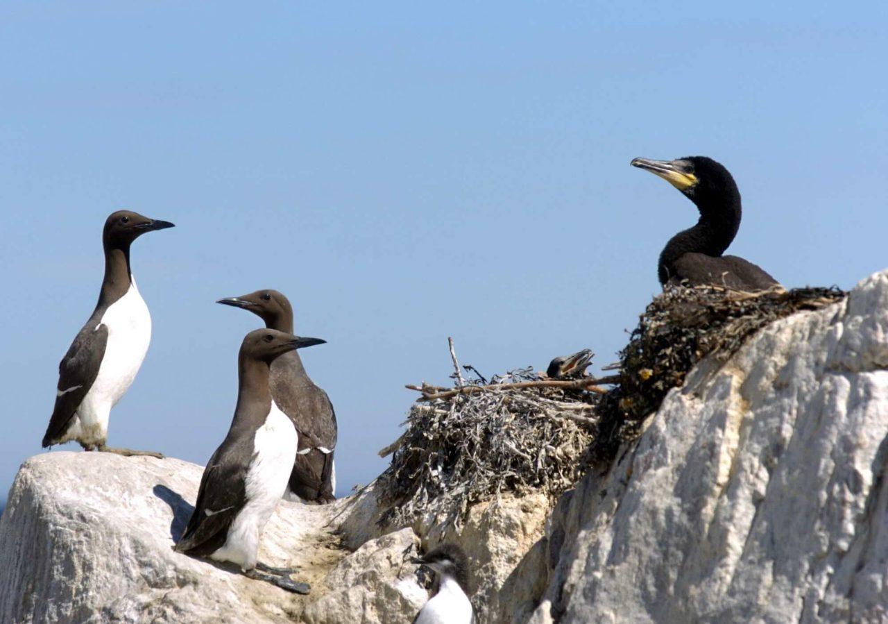 Follow “The Penguins of the Baltic Sea” – With Audio and Video