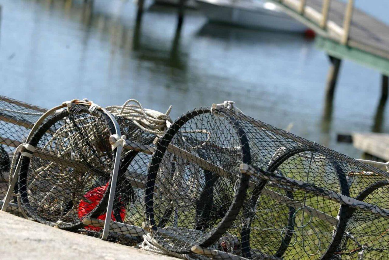 Alarming Discovery of Crayfish – Urge to Wash Equipment