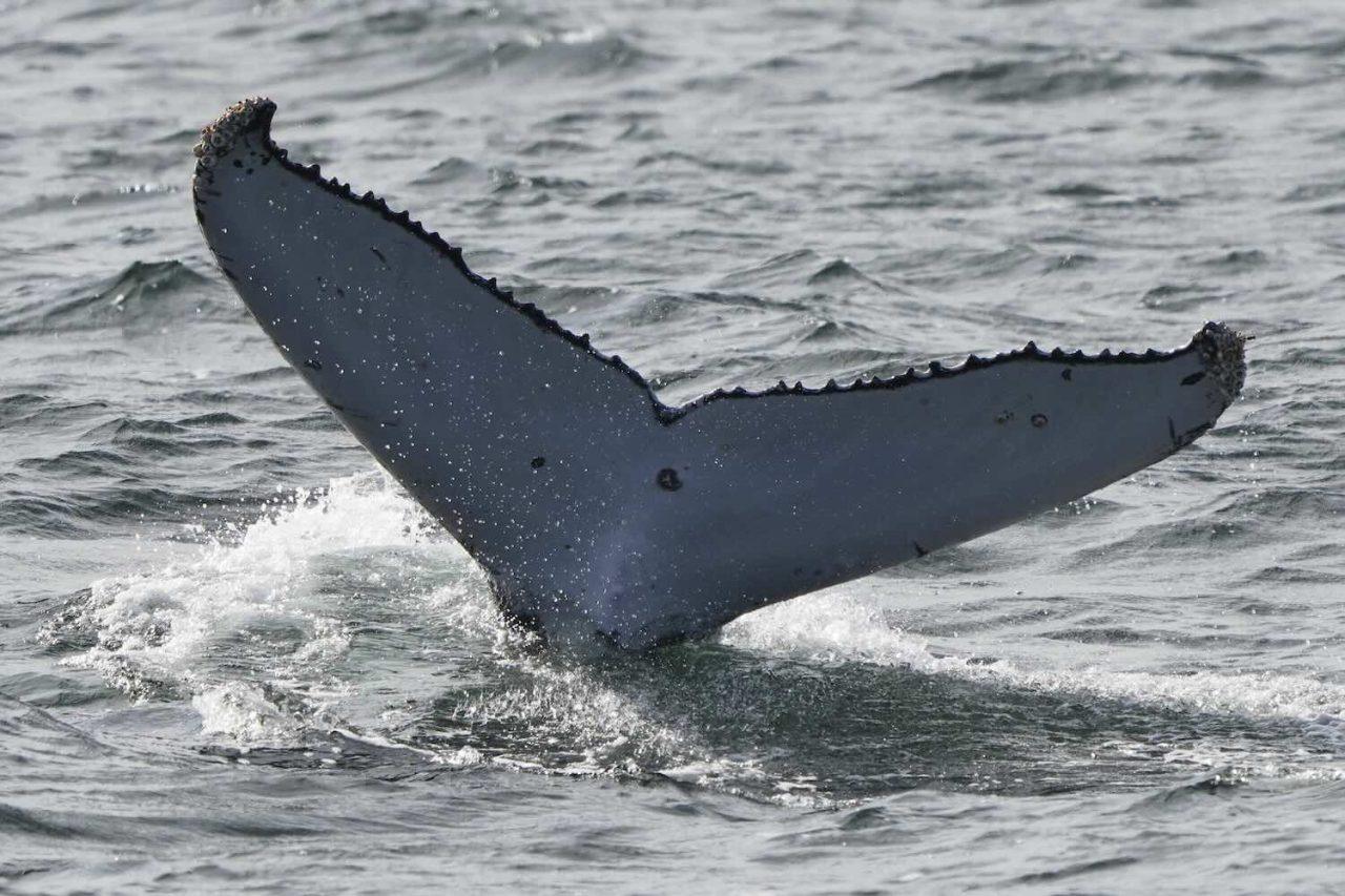 Whales on a Remarkable Journey – Swam Halfway Around the World