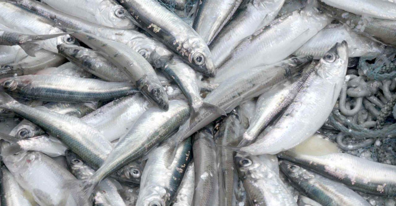 Kraftigt höjda fiskekvoter i Östersjön