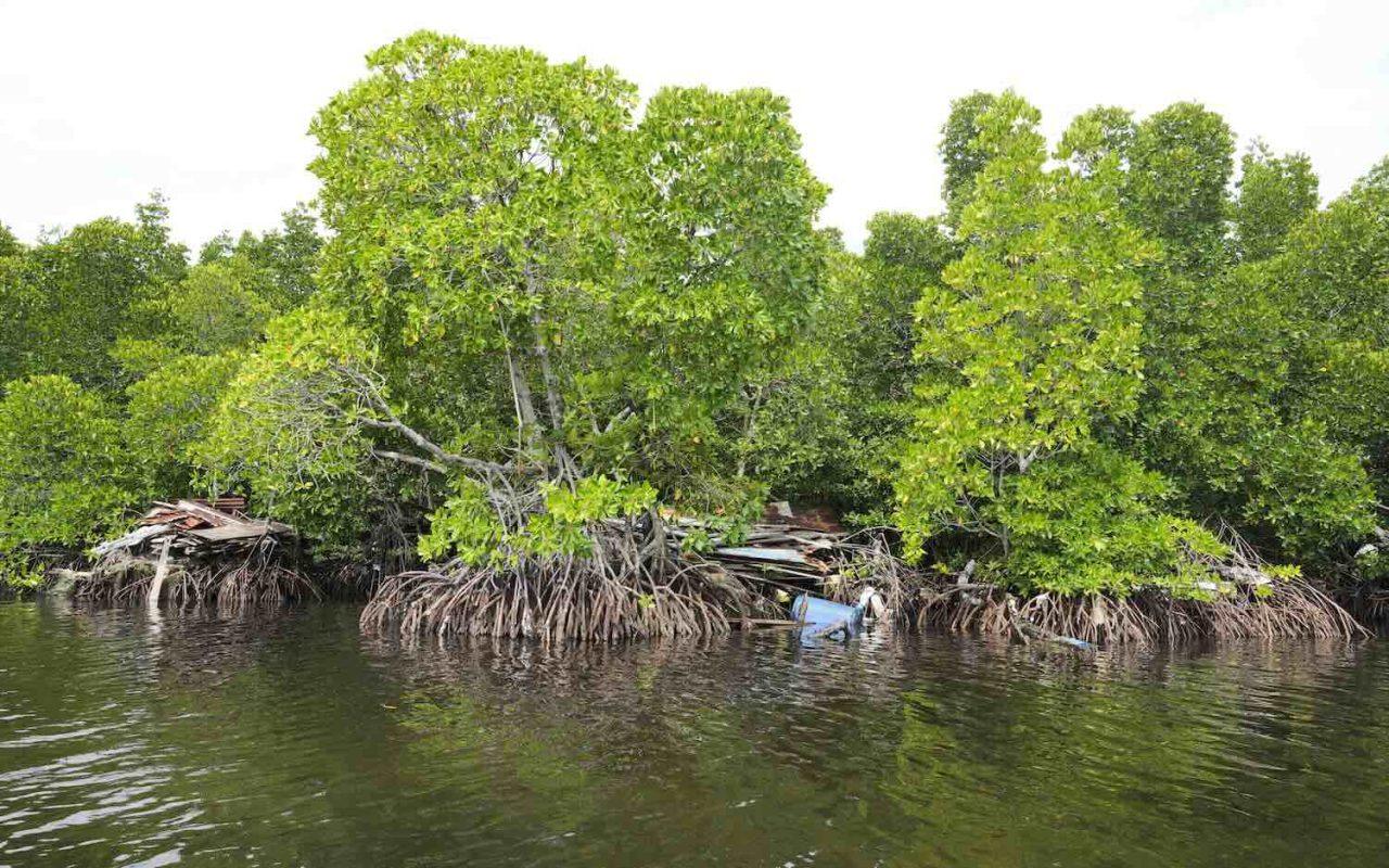 Mangrove Forests are Recovering from Human Destruction