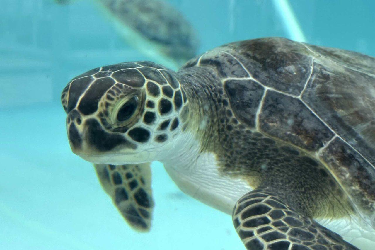 China: Spy turtles steal the nation’s secrets
