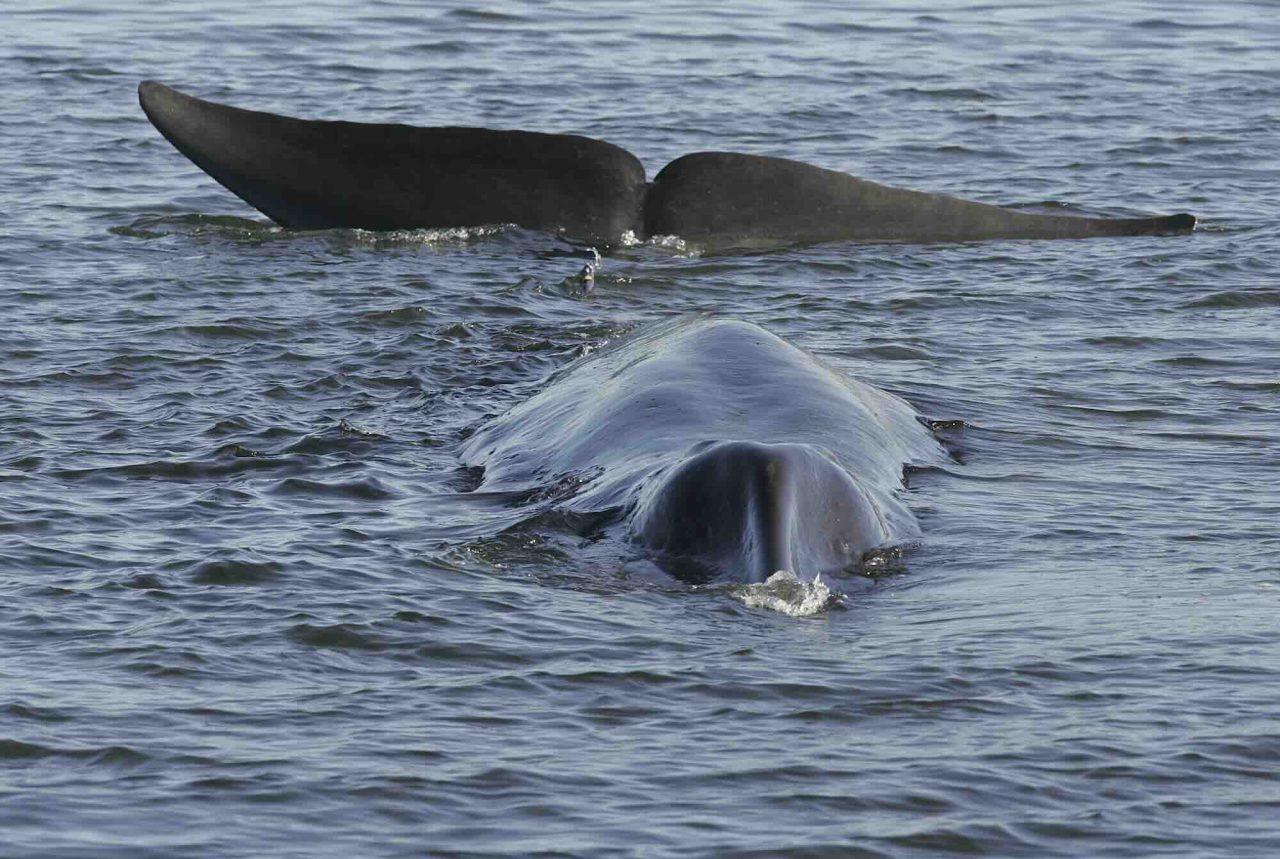 Whale hunting starts again in Iceland – the first in two years