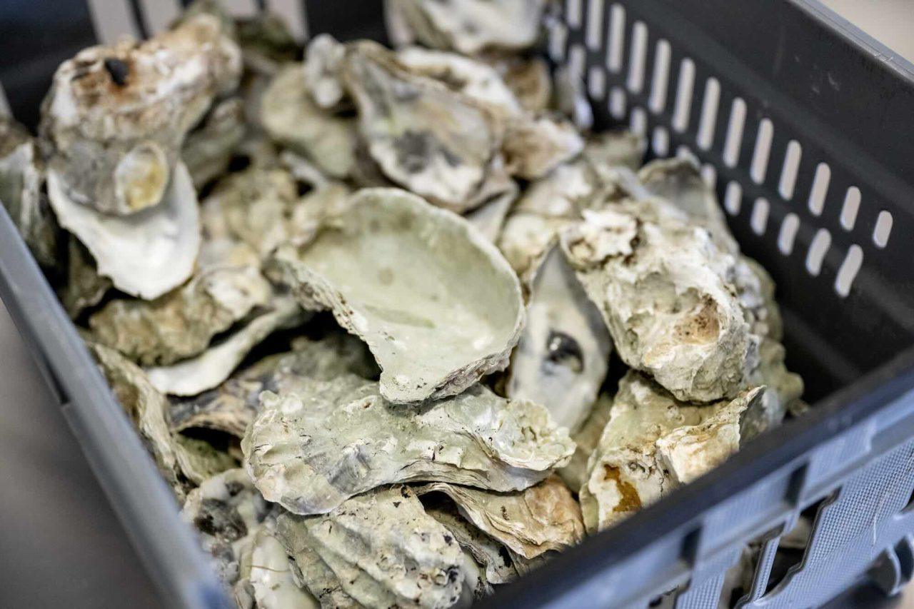 Oyster parasite in Sweden – Authorities plead