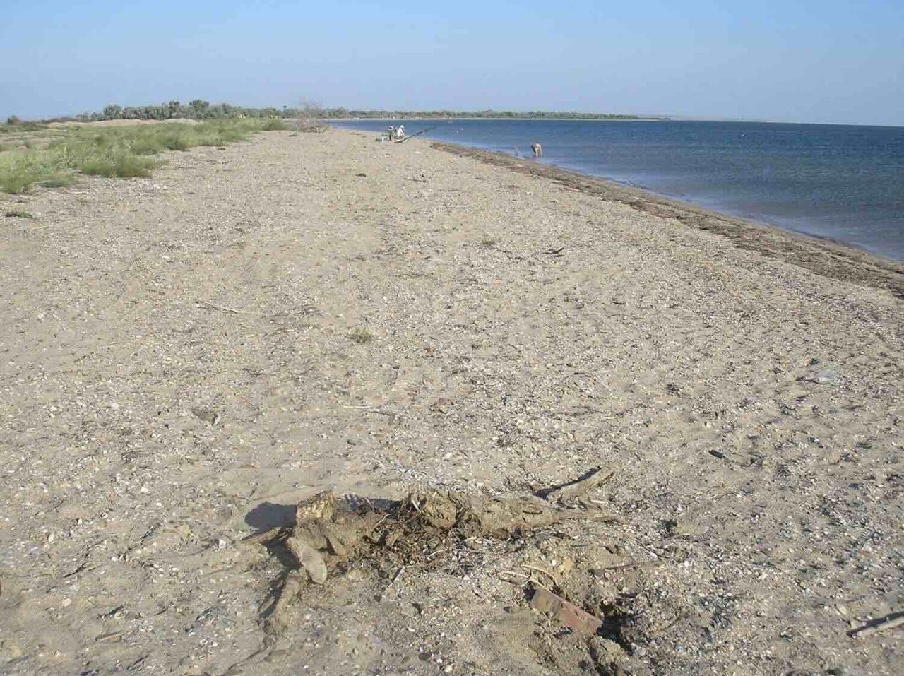 Ett kadaver på en enslig strand.
