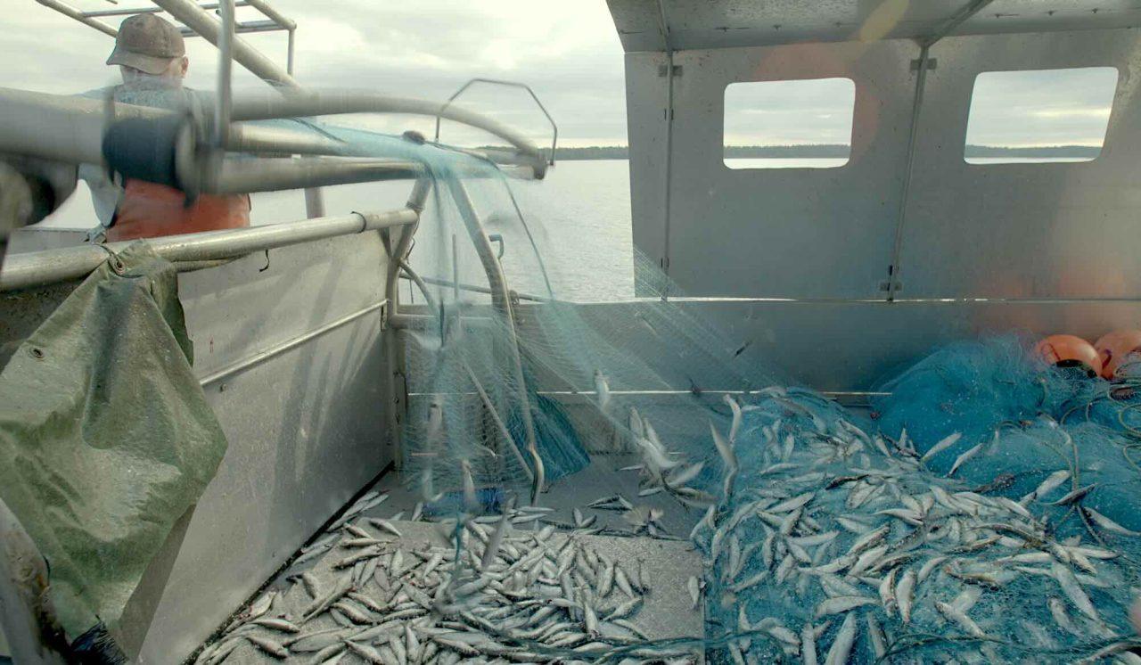 fiskar töms ut ur ett nät ombord en liten fiskebåt