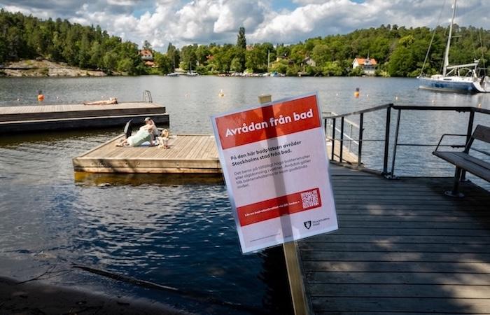 Algblomningen stoppar badare – här är det värst