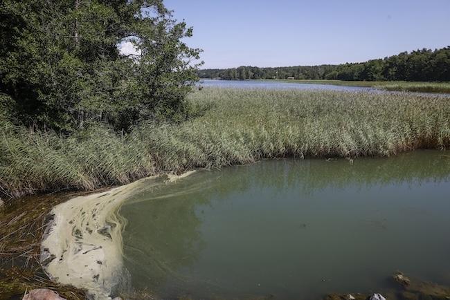 Badbakterie ökar i Sverige  – kan vara livsfarlig