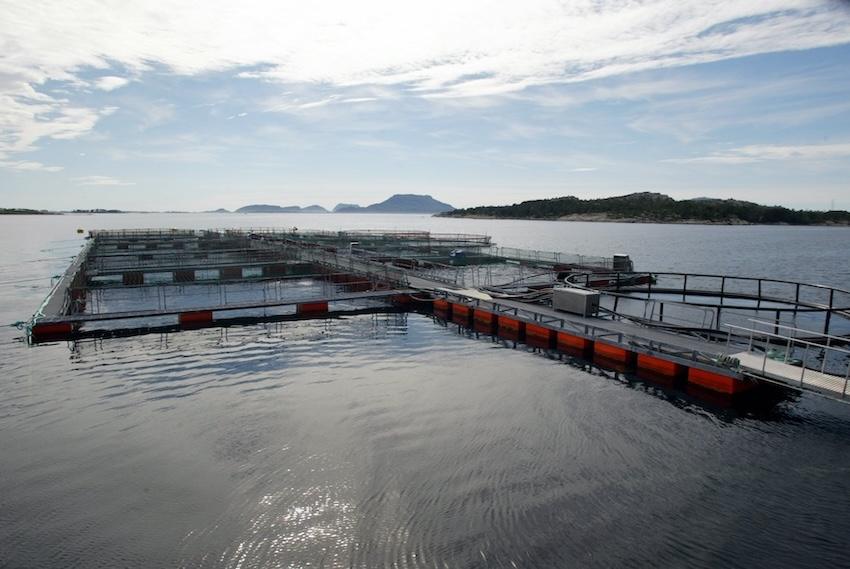 Controversial Swedish farmed fish to hit the shelves this autumn