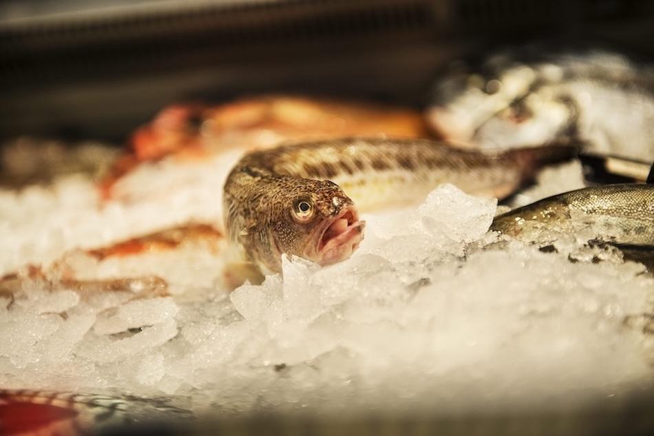 Poisonous but tasty – the greater weever is on the rise in the Kattegat