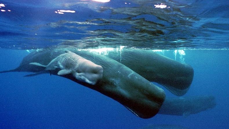Sperm whales’ clicks resemble human speech