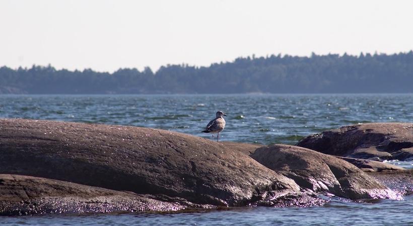 Östersjöns näringsvävar ur balans trots decennier av åtgärder