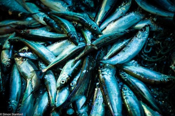 Strong support for stopping fishing for fishmeal