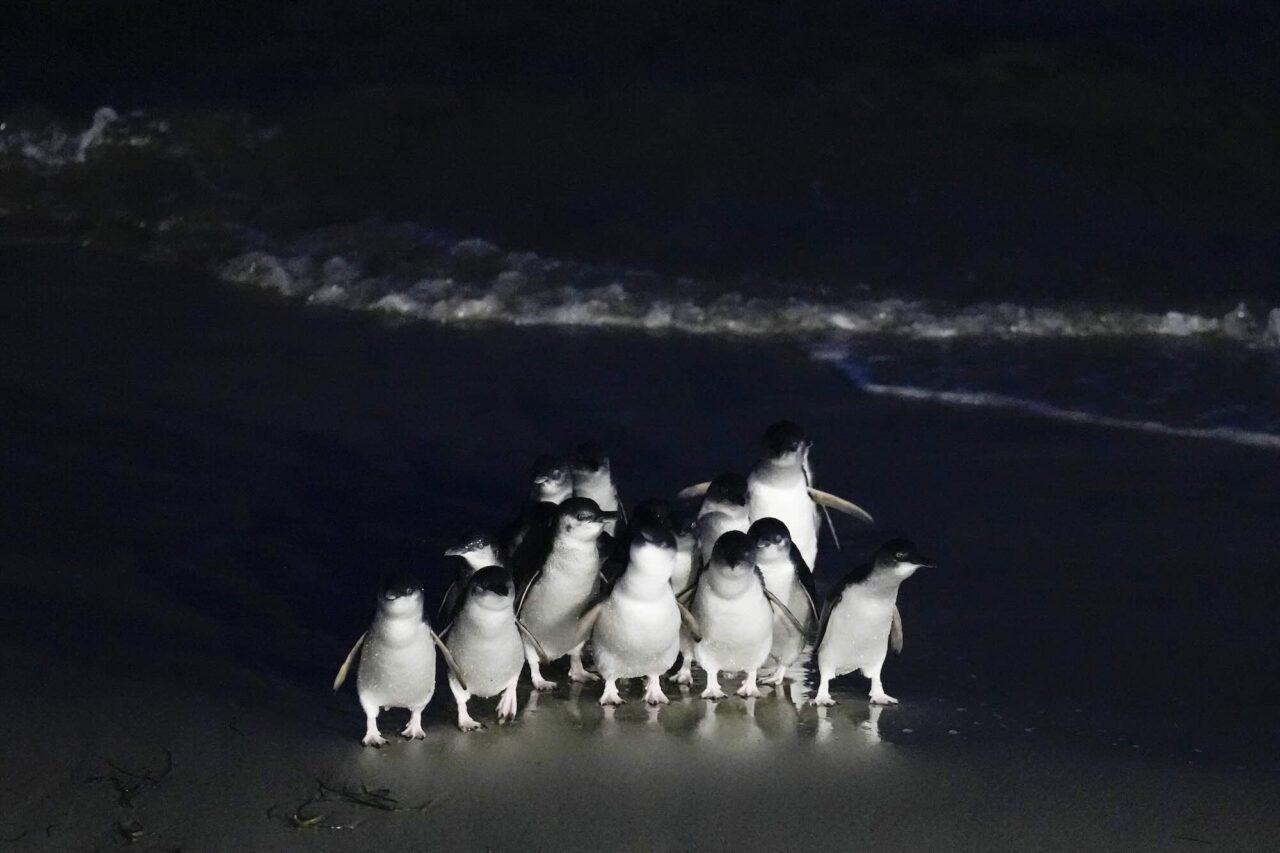 Nattbild på några pingviner som står på en strand.