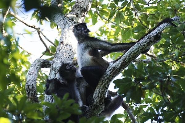 Meeting to save animals, nature and the oceans – concrete plans are needed