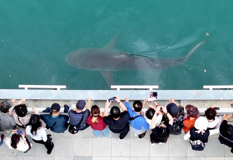 Shark trapped in canal – evacuation successful